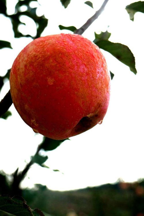 观水的红富士缘何赢得 中国苹果第一镇 探秘观水苹果系列报道之一