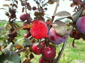 核果类珍稀品种高档果