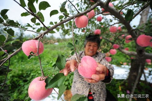 河北一农民,苹果着色盖反光膜,果大果甜,一个卖50元,年入15万